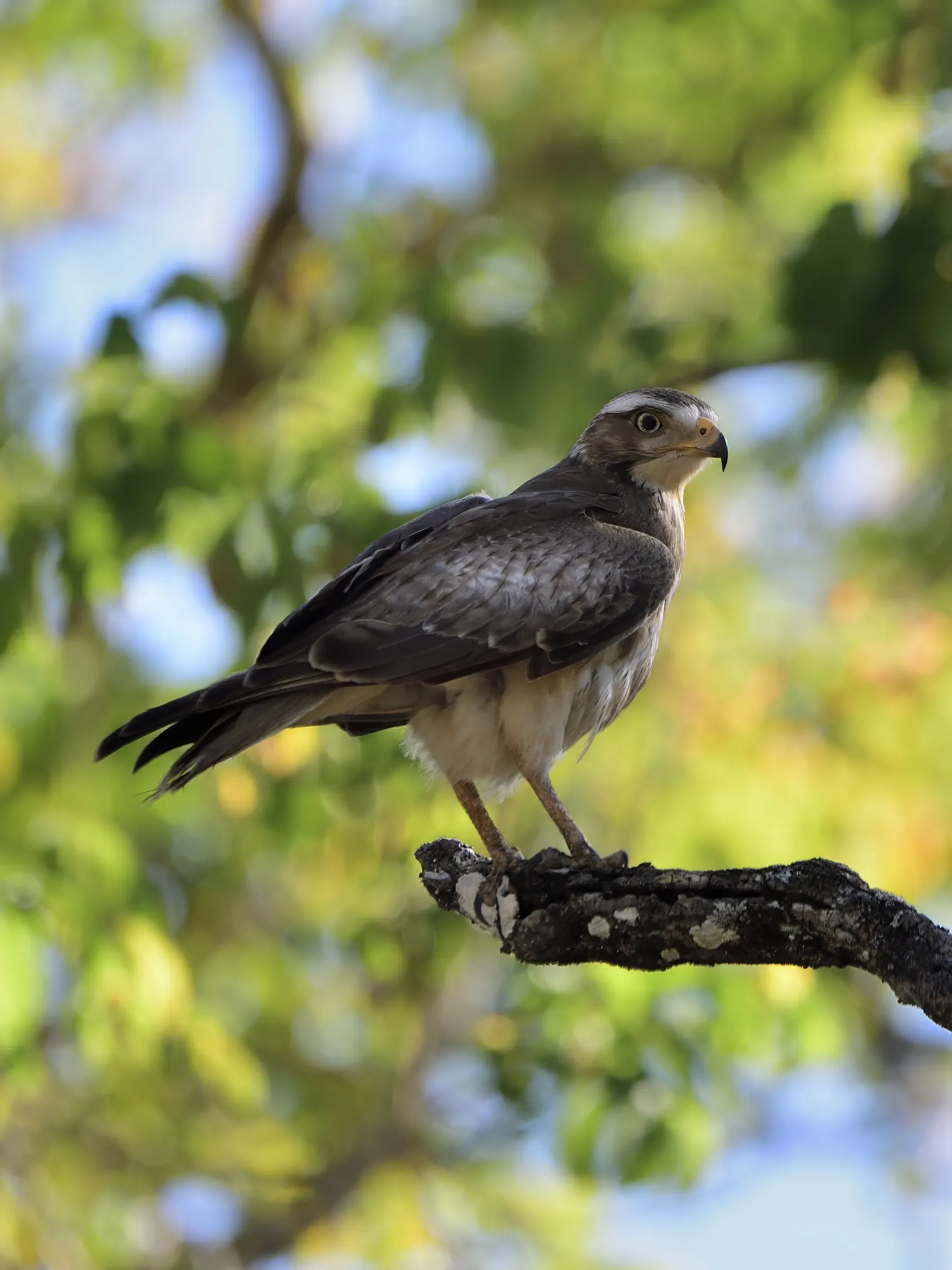 Oriental Honey Buzzards