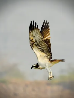 Osprey