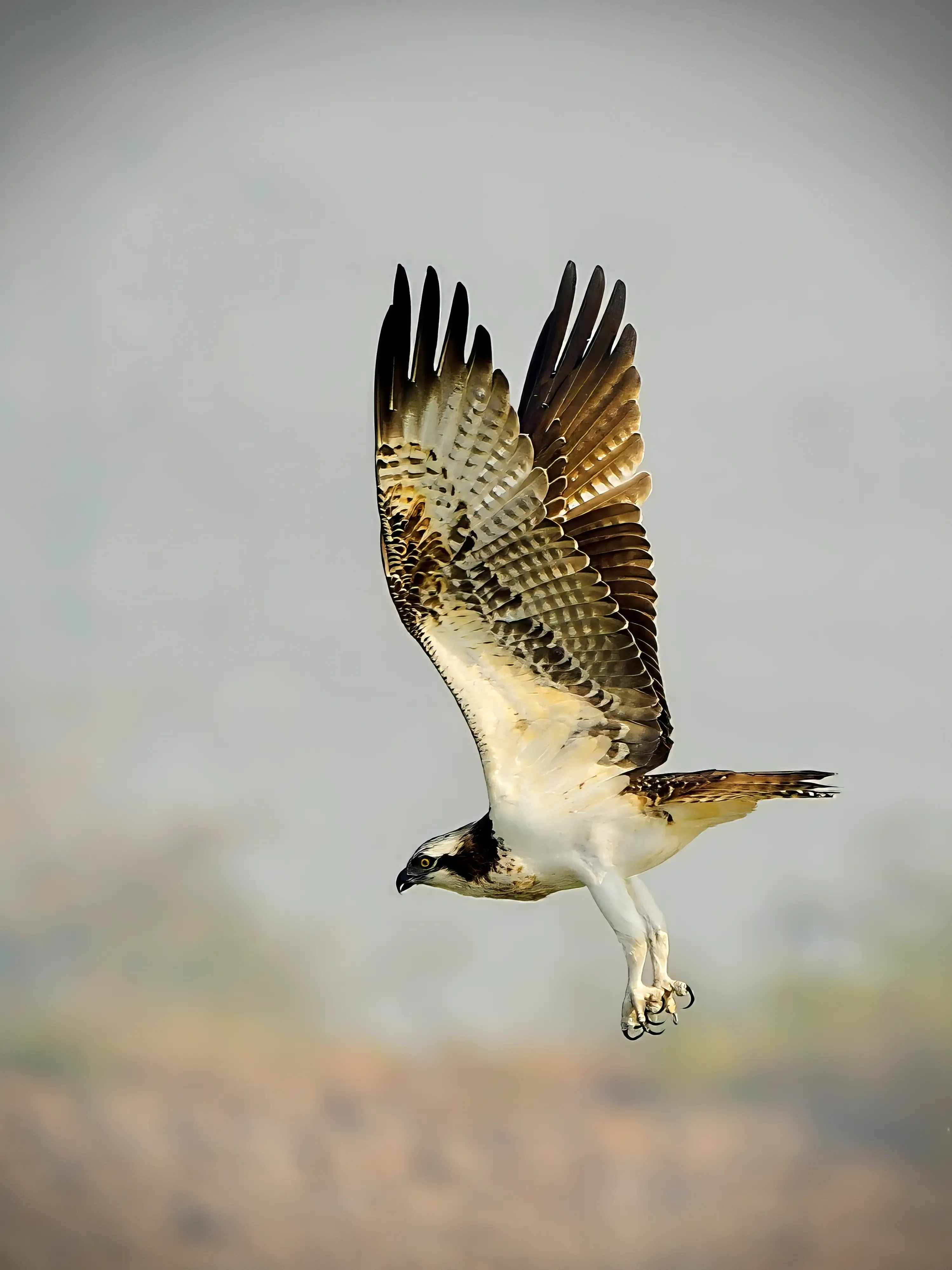 Osprey
