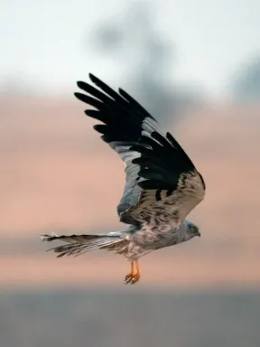 Pallid Harrier