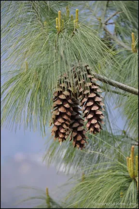 pine cones