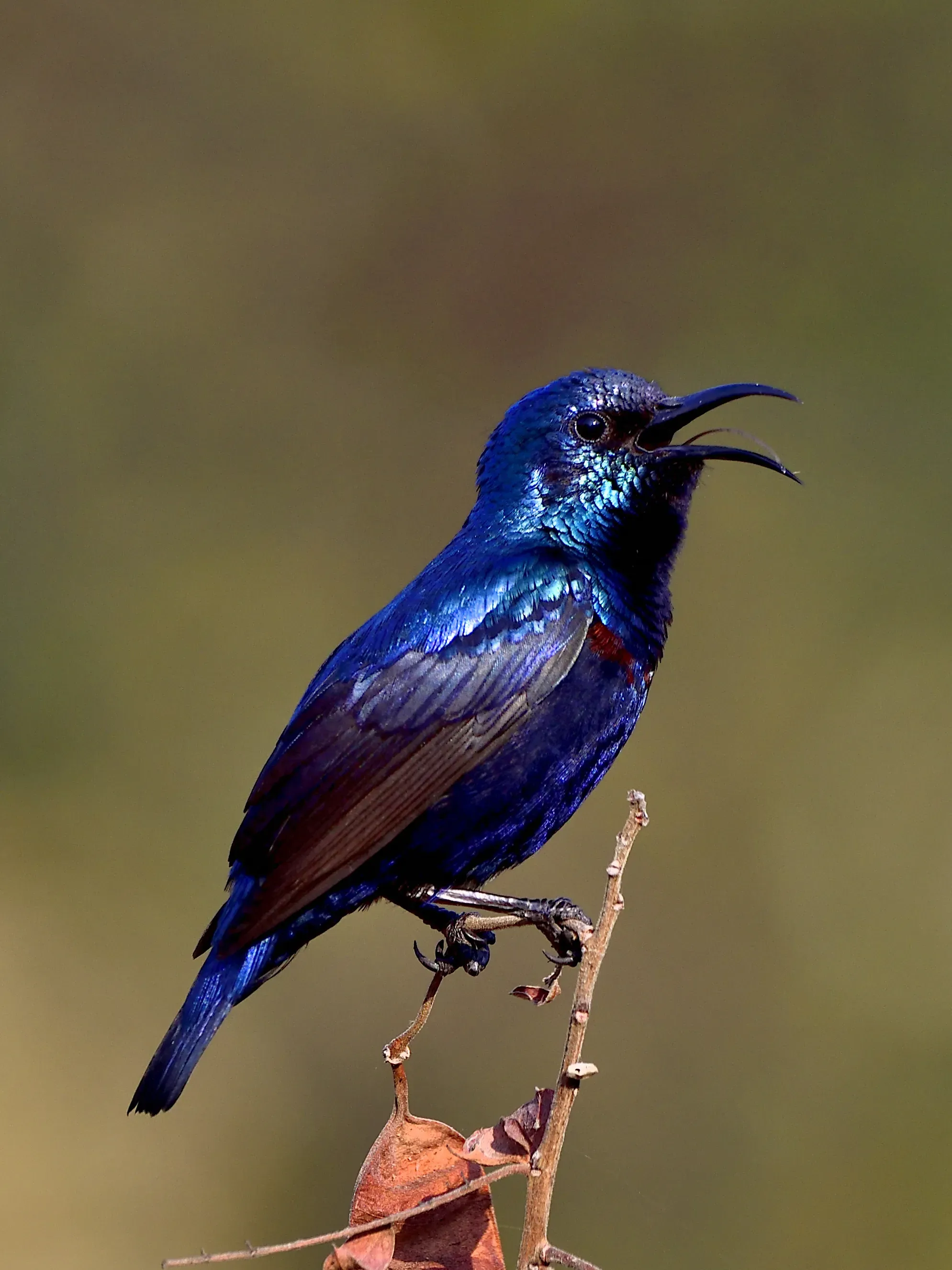 Purple Sunbird