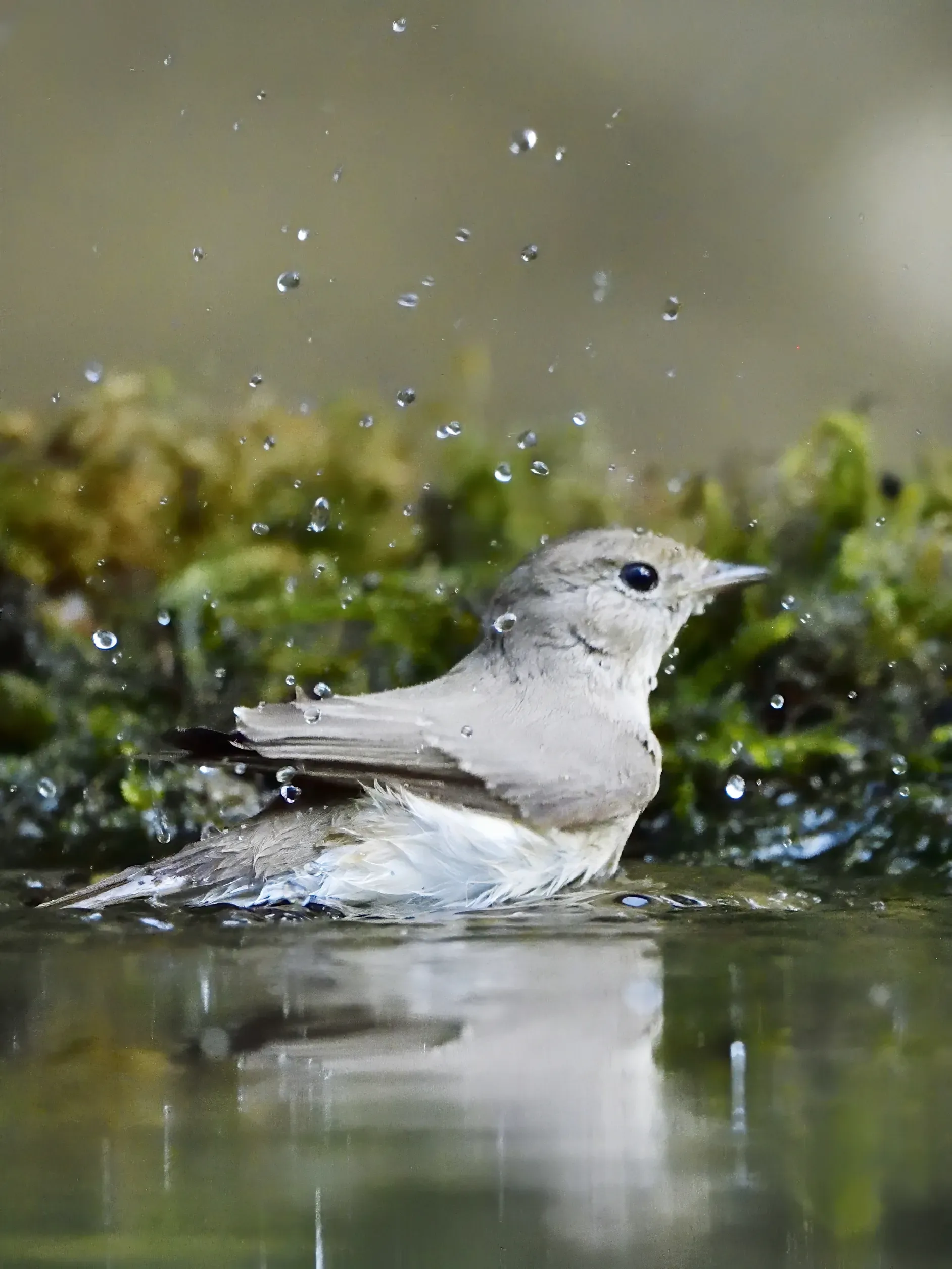 RedBreasted Flycatcher ♀️