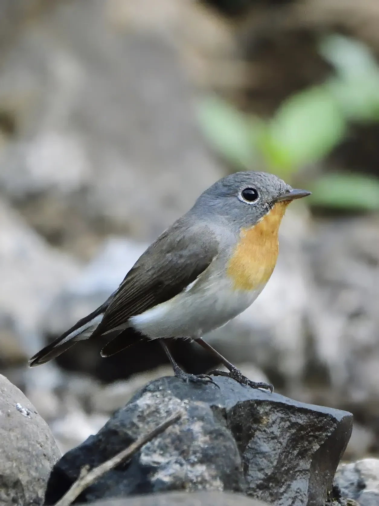 RedBreasted Flycatcher ♂️