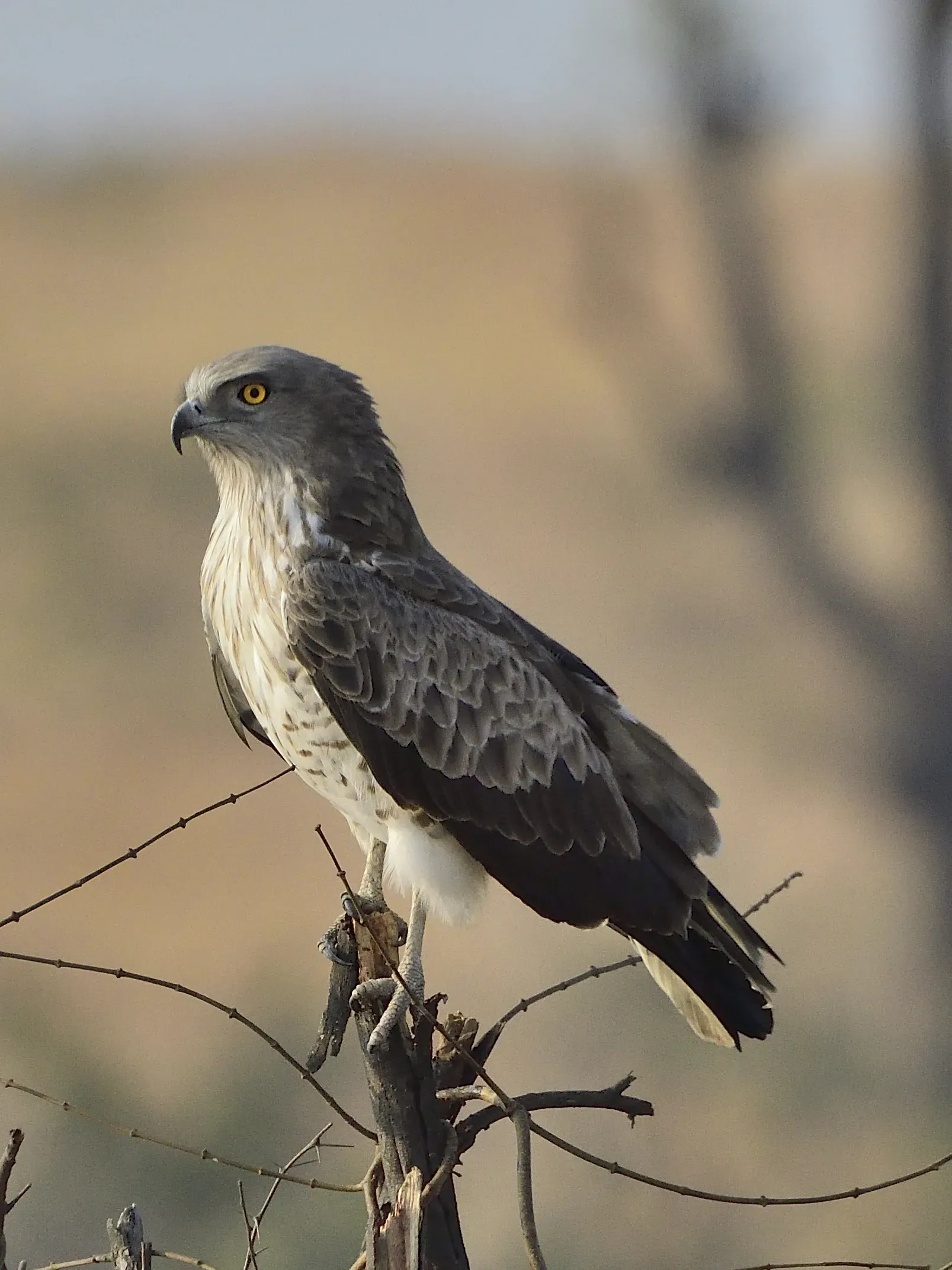ShortToed Snake Eagle