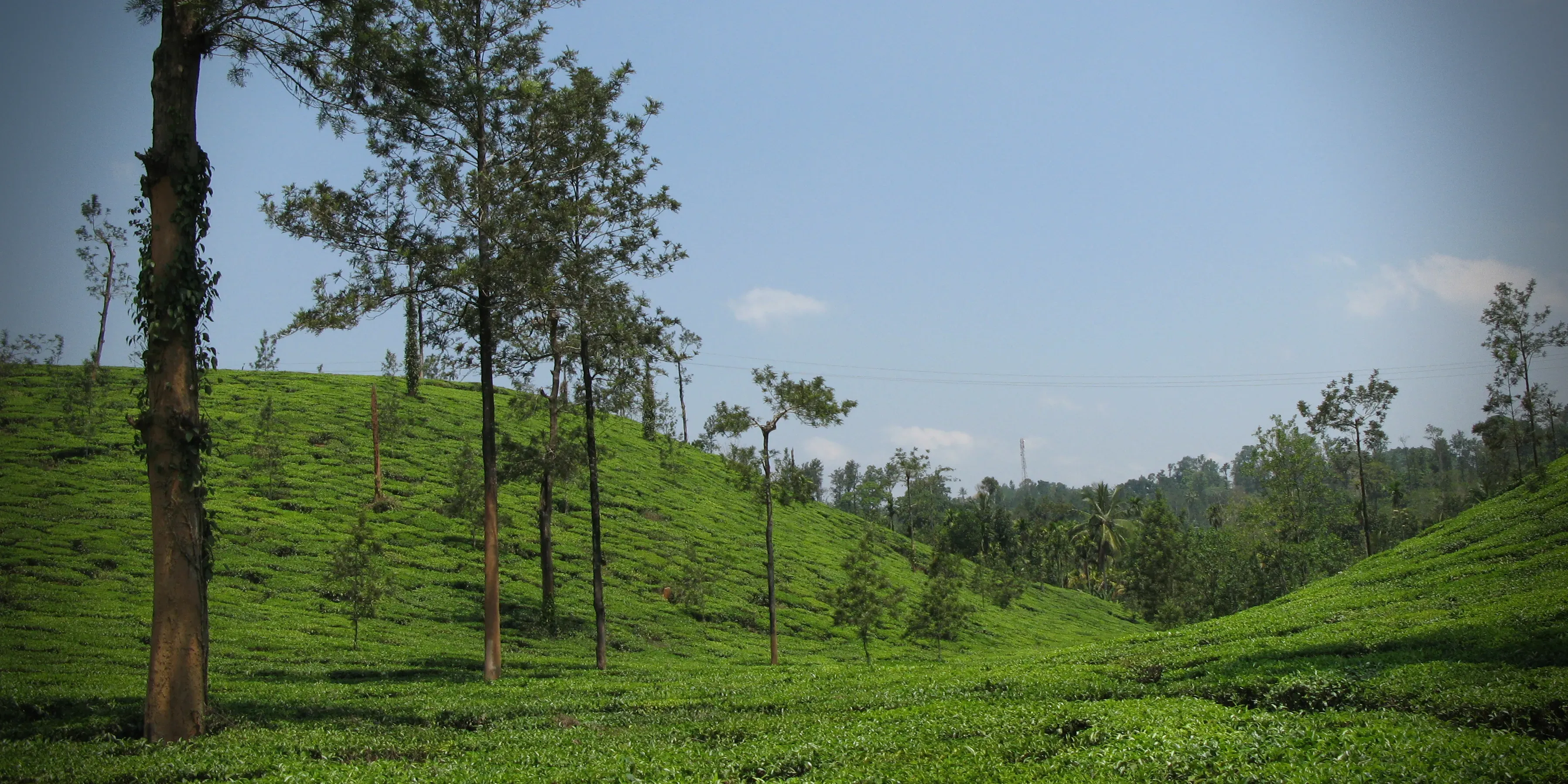 Tea Gardens of Western Ghat