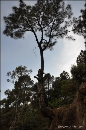 tree standing alone