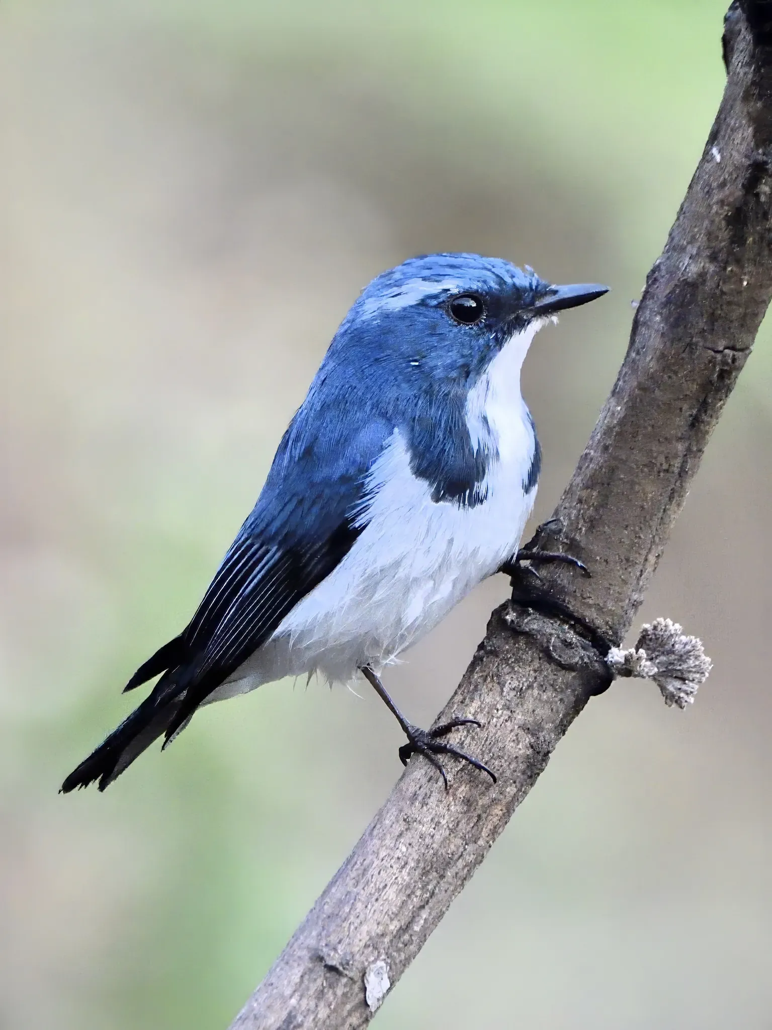 UltraMarine Flycatcher